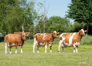 Rotbunt DN Kühe setzen sich deutlich durch einen besseren Muskelansatz von den Red Holsteins ab
