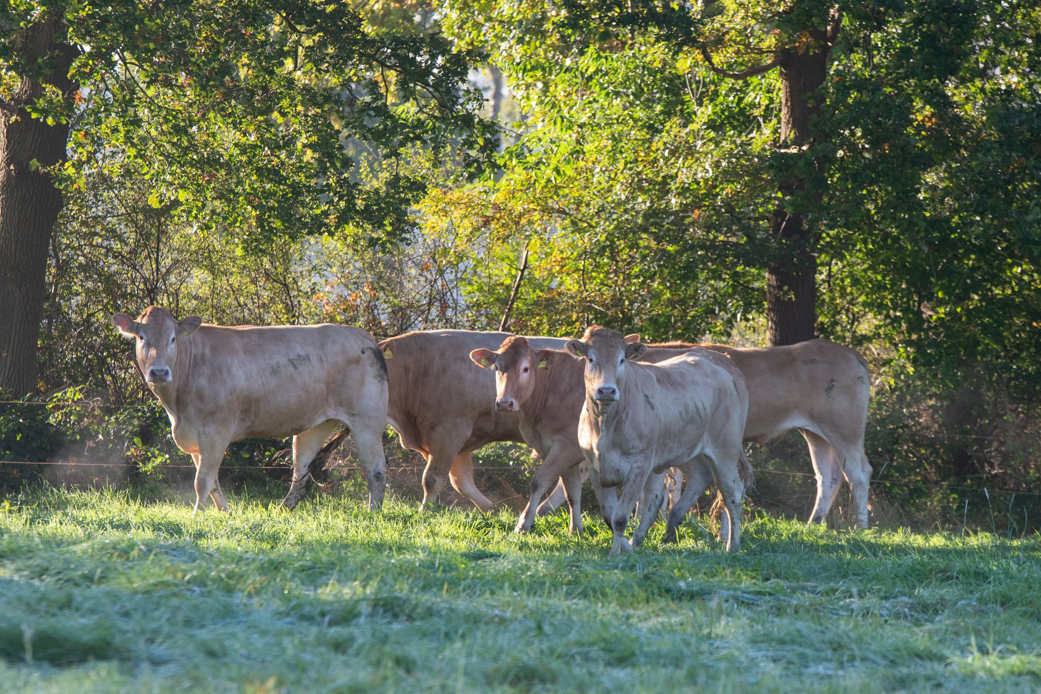 Header Fleischrinderjournal Landing
© Dorothee Warder (BRS)