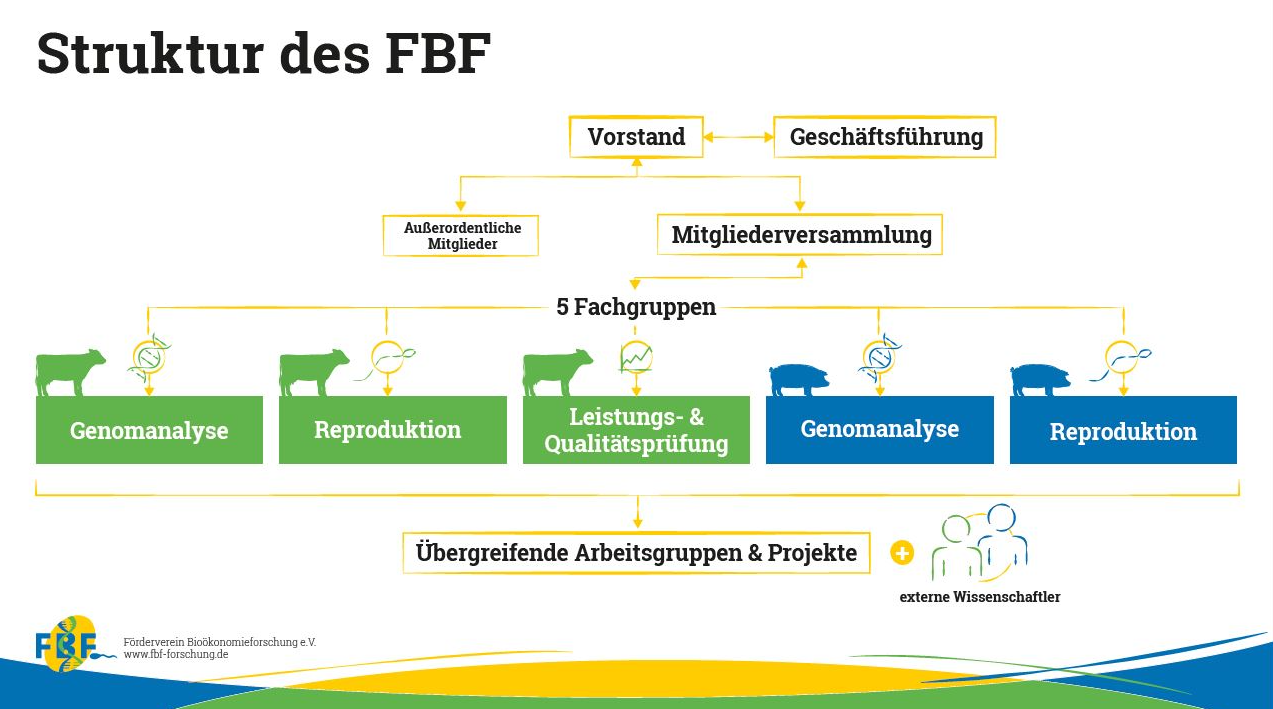 FBF Organigramm