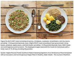 Higher Muscle Protein Synthesis Rates Following Ingestion of an Omnivorous Meal Compared with an Isocaloric and Isonitrogenous Vegan Meal in Healthy, Older Adults - The Journal of Nutrition