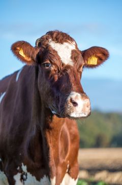 Die Achtung-Tochter Havanna von Jörg Gansewendt aus Emkendorf ist die erste rotbunte Holstein, die eine Lebensleistung von über 200.000 kg erreicht hat. Sie ist aktuell auch die Kuh mit der höchsten Lebensleistung in Deutschland.
© Melanie Knorr, RSHeG