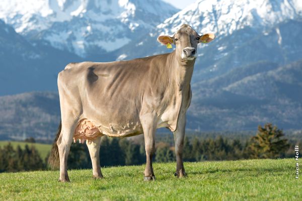 BRS - Brown Swiss